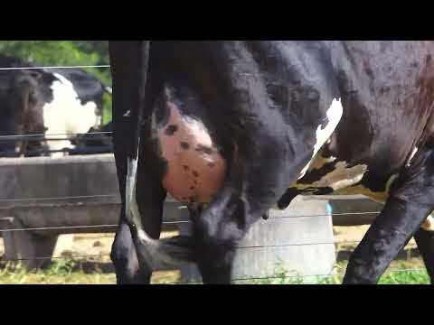LOTE 29 TEFA DERISCA FIV