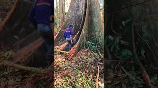 chopping down a tense tree #wood#woodworking#dangerous