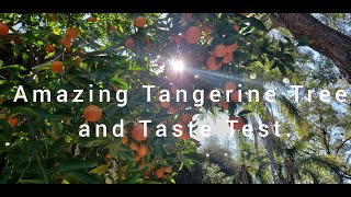 The Amazing Tangerine Tree and Taste Test.