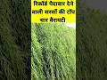 Top 4 New Varieties Of Mustard That Will Give Huge Yield In 2025 26 Sarson Ki Top New 4 Variety
