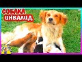 СПАСЕНИЕ СОБАКИ / ГРУСТНАЯ ИСТОРИЯ / СОБАКА и ЩЕНКИ / Alisa Easy Pets