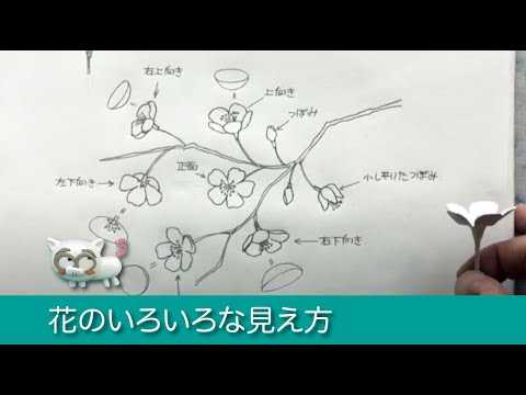 デッサン 花 100 drawing commentary 03] One element that gives a sense of