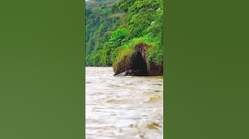 When the prey has nowhere to hide #snake #river #anaconda #fear #snakevideo #amazonia