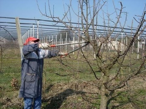 Video: Composizione Chimica Completa Dell'albicocca