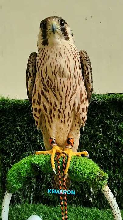 Ayo subscribe #birds #burung #eagle #ayam #owl #automobile #beranda #storywa #pigeon #wildlife