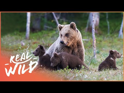 Mother Bear Teaches Triplets How To Survive The Wild | Band Of Bears Part 2 documentary thumbnail
