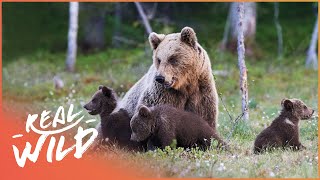 Mother Bear Teaches Triplets How To Survive The Wild | Band Of Bears Part 2 | Real Wild