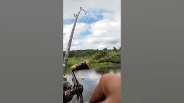 #shorts đam mê câu lure câu cá giải trí #1219 #fishing #cauca