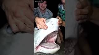 Tiger shark caught off Jersey Shore