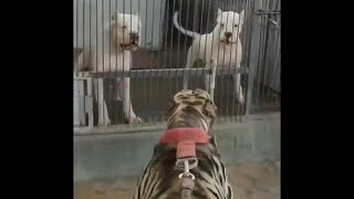 DOGO ARGENTINO PUPPIES BARKING