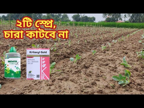 চারা লাগাচ্ছেন? মাত্র দুইটি স্প্রে করবেন।