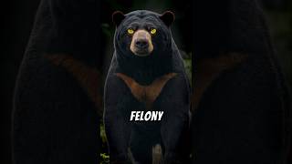 3 Bears That Rule Earth