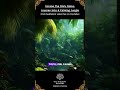 Into the Heart of the Jungle | A Soundscape for Peace, Clarity, and Escape