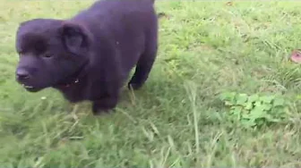 Slo mo puppy