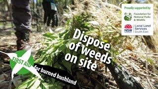 Dispose of weeds on site: bush regeneration skills