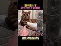 猫が恩人を見つけたその瞬間