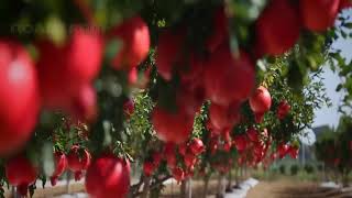 Müthiş Nar Yetiştirme Teknolojisi