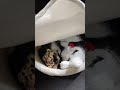 ヒョウ猫社員とウサギ猫社員【保護猫】 #保護 #猫 #cat #野良猫