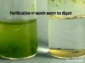 Purification of waste water by Algae