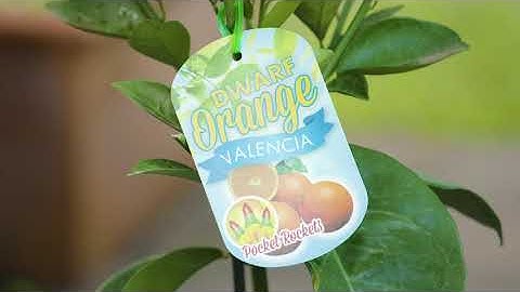 Garden Express Dwarf Citrus