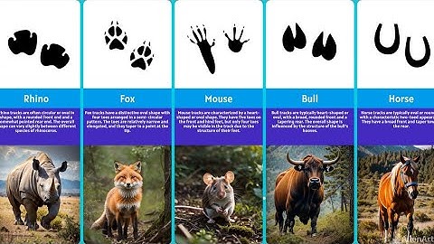 Exploring Common Animal Tracks 🐾 🐵 🦁  🐶 🐴 A Guide to Wildlife Footprints