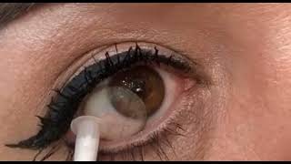 Renkli Lens - Bella Gray Caramel Optikzade