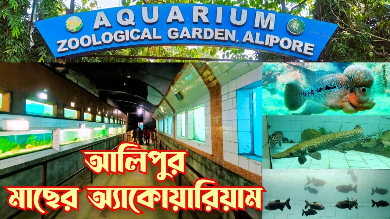 alipore-zoo-aquarium-alipur-zoo-fish-aquarium
