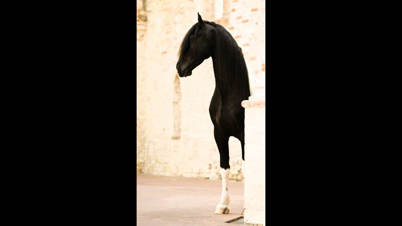 Baroque Pinto Horses  for sale 