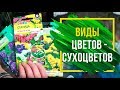 Сухоцветы или бессмертники 🍀 Какие цветы подходят для сушки