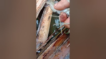 cá lóc đớp mồi nhanh như chớp