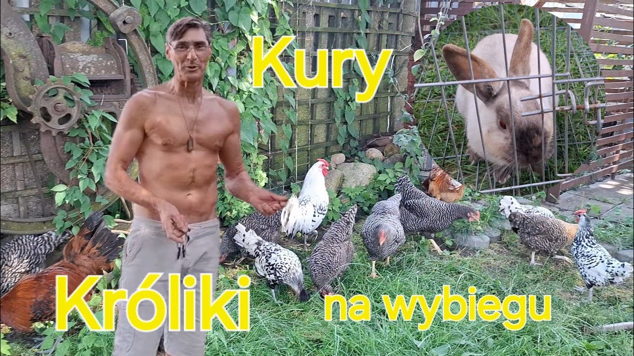 W Garden kuRaż cz.2 * Kury i króliki