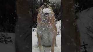 What happened to Port Protection Gary Muehlberger Gary’s Dog Trapper?  #lifebelowzeroportprotection