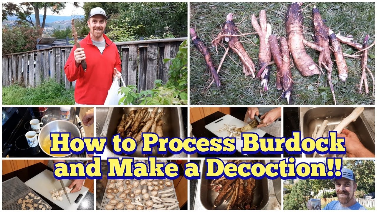 Как обрабатывать корень лопуха и как приготовить отвар/чай из лопуха