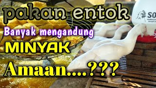 Cara berternak entok||apakah bagus makanan berminyak untuk pakan entok ⁉️