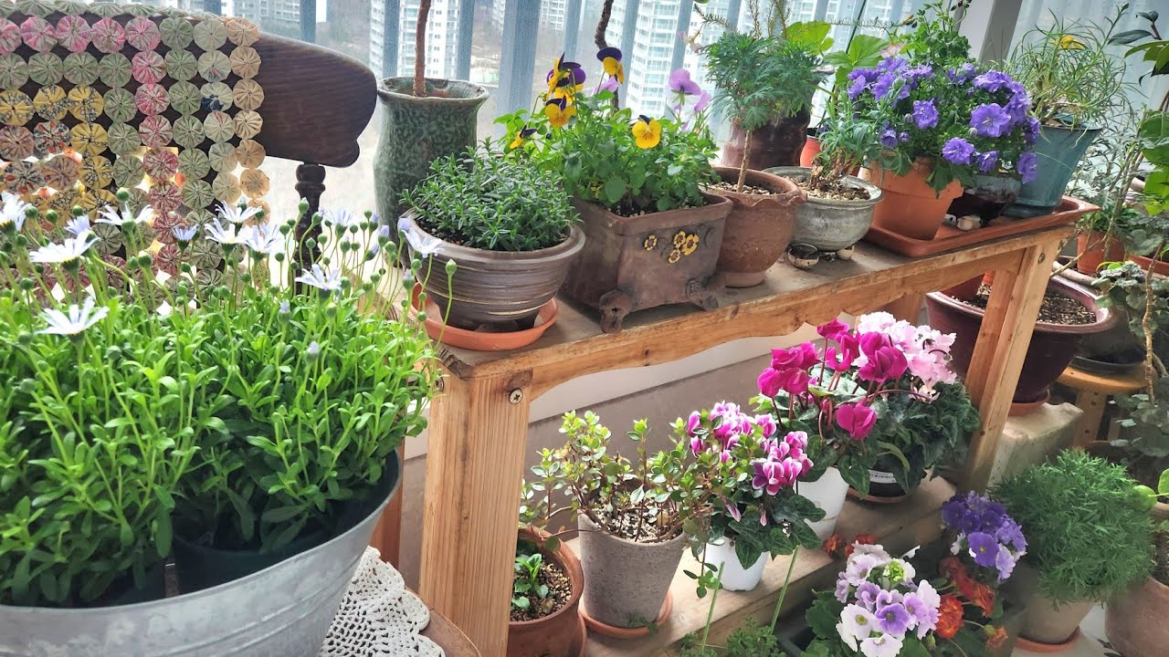 청보라색꽃들의 유혹에 빠져보세요ㅡ#베란다정원 #제라늄정원 #캄파눌라 #겹데모루 #청화국#Terrace garden #plants #flowers 