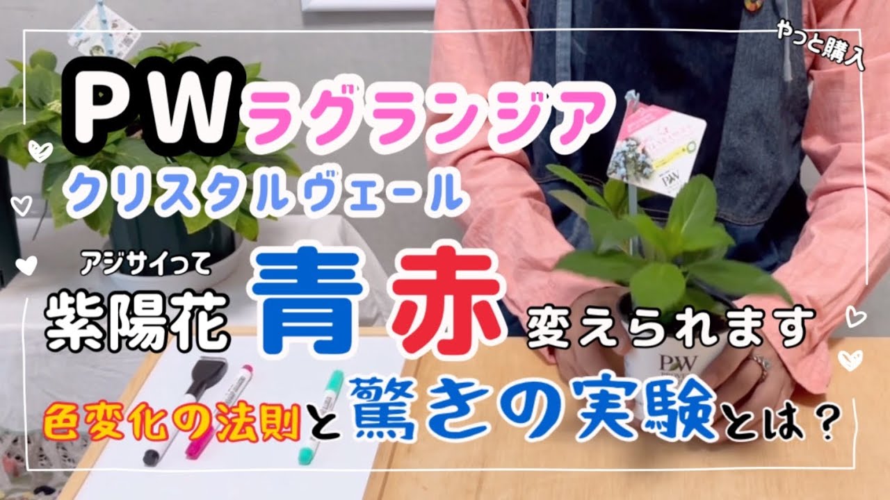 あじさいです Blue or red? (You can change the flower color as you like