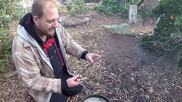 How To Prune Fig Trees And Grow New Trees From The Cuttings