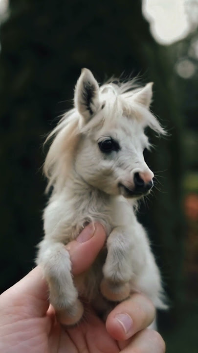 Adorable Falabella 🐴 #Falabella #MiniatureHorse #CuteAnimals
