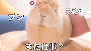 明日からまた仕事だとわかると露骨に態度を変えてくるウサギが可愛すぎました【No.1941】