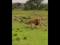 هيبة اسد - lion