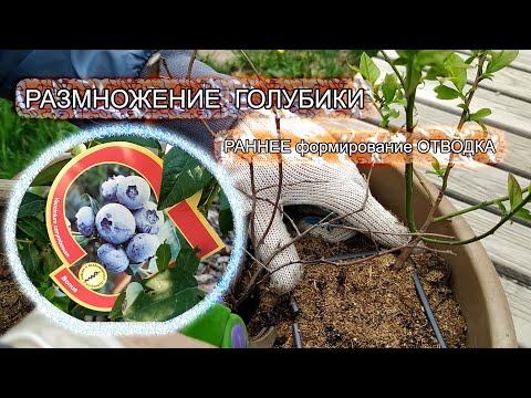 РАЗМНОЖЕНИЕ ГОЛУБИКИ. Раннее формирование ОТВОДКА .