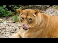 Breathtaking wildlife videos on lion - Amazing Lions Videos - Lions Creative Commons Videos