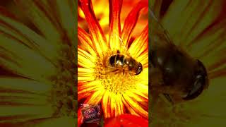 Blossoming Harmony: A Dance Between Flowers and Bees