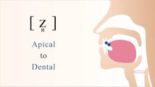 [ z̺̪ ] voiced apical dental sibilant fricative