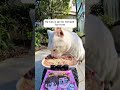 Feeding Stray Cats with an RC Car 🐱