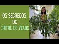 PLANTAS VERDES: Neste vídeo você vai aprender a tirar muda do Chifre-de-Veado e também a cultivá-lo