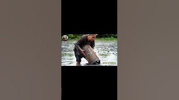 Capybara cười khúc khích khi bắt được cá  #capybara #haihuoc #capybaracooking