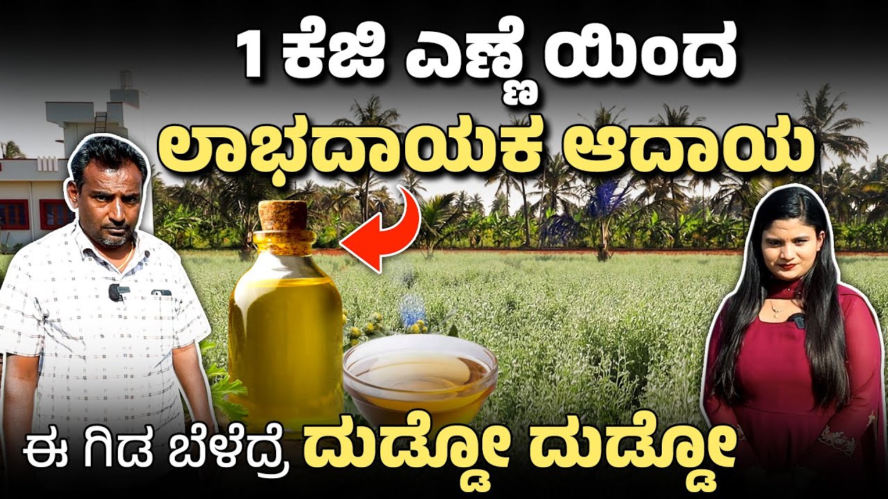 ಕೆಜಿ ಸೆಂಟ್ ಗಿಡದ ಎಣ್ಣೆಯಿಂದ ಕೈ ತುಂಬ ಆದಾಯ | Perfume Plant | Dhavana Farming
