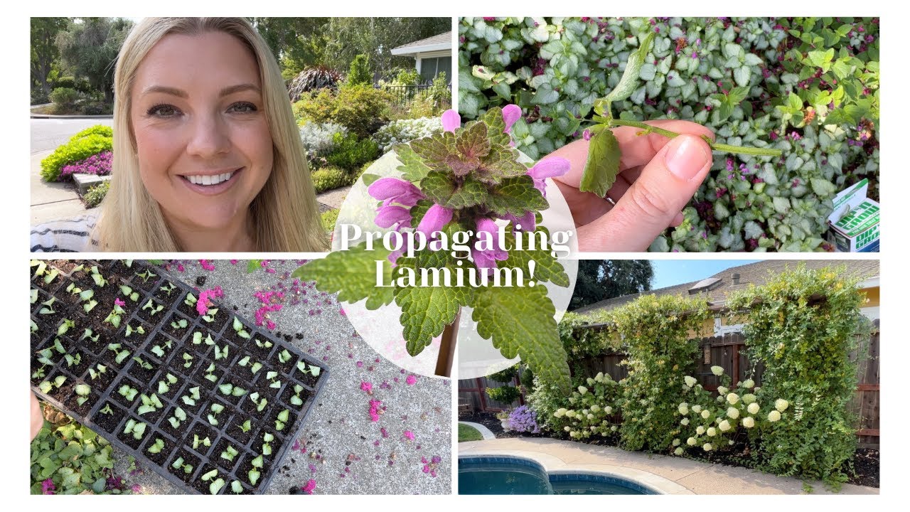 Propagating Lamium! 🌱 How I Propagate Plants By Cutting for FREE