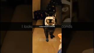 😂funny animal videos that i found for you #70😂